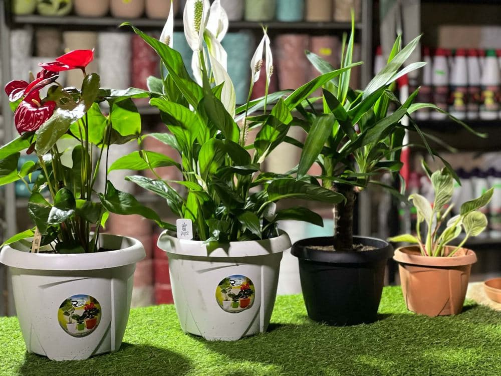 Plantes en pots Rubi Plast présentées en boutique